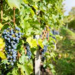 Cabernet Sauvignon