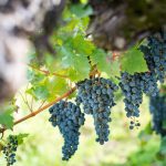 Cabernet Sauvignon