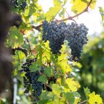 Cabernet Sauvignon