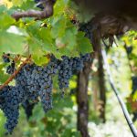 Cabernet Sauvignon