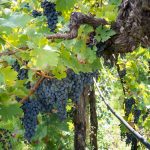 Cabernet Sauvignon