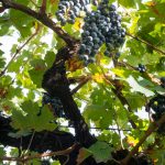 Cabernet Sauvignon