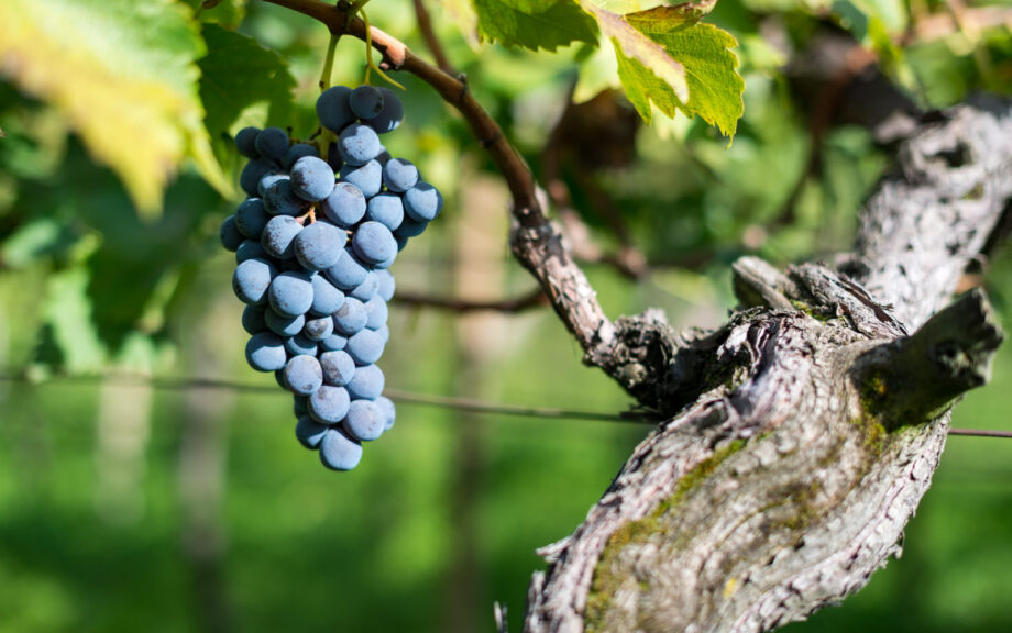 Cabernet Sauvignon Traube auf Rebe