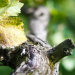 Rebe im Herbst
