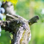 Cabernet Sauvignon