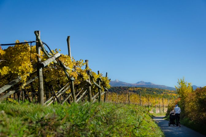 Weinberg im Spätherbst