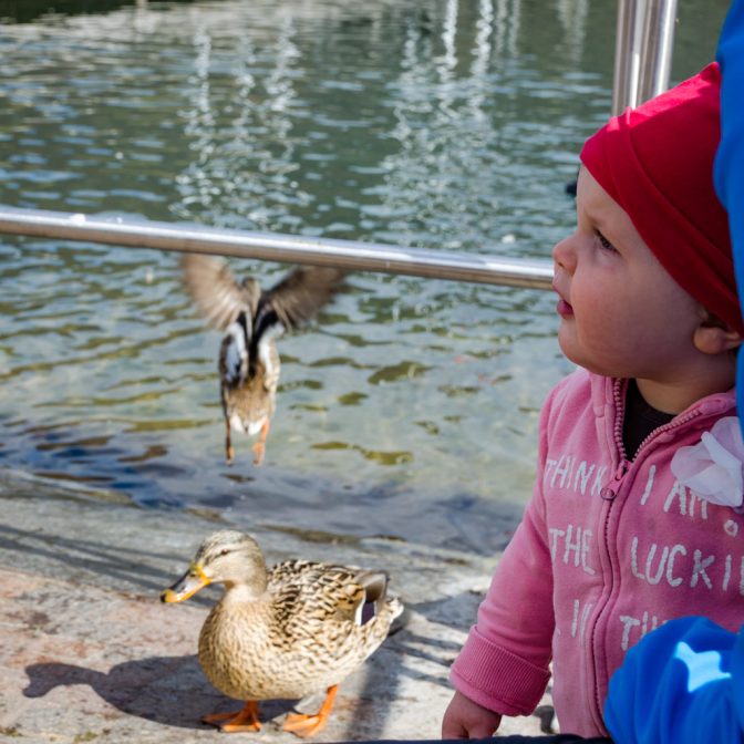 Anna und die Enten