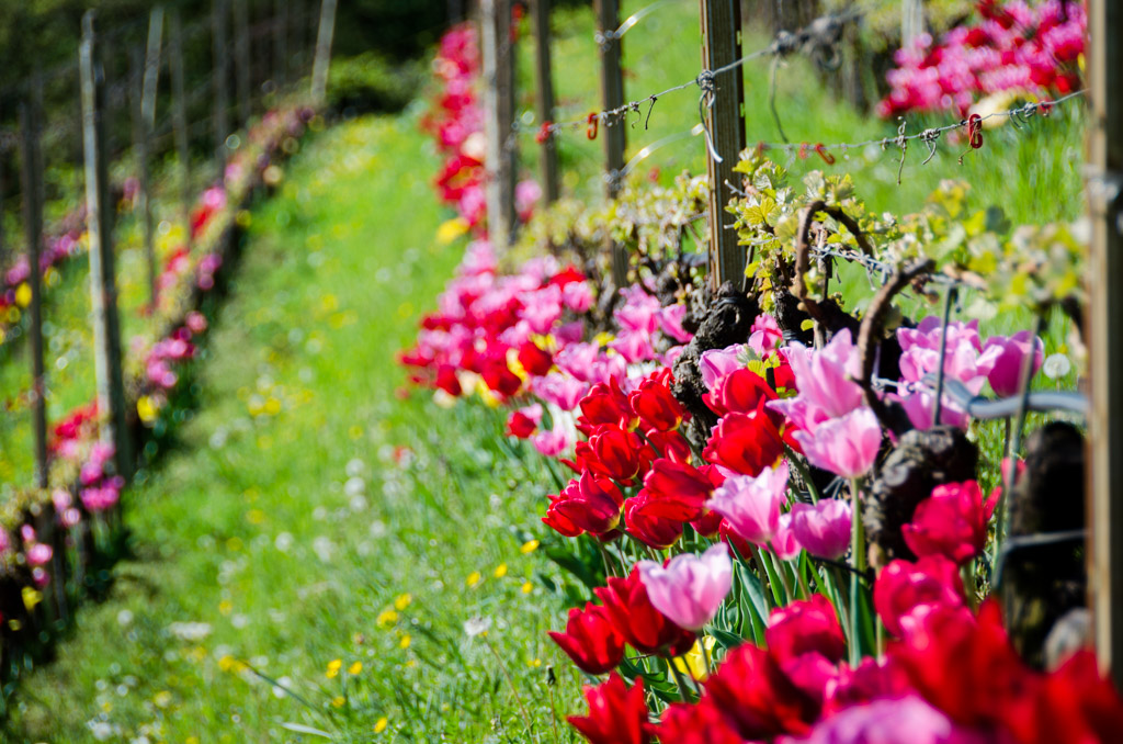 Tulpen im Weinberg