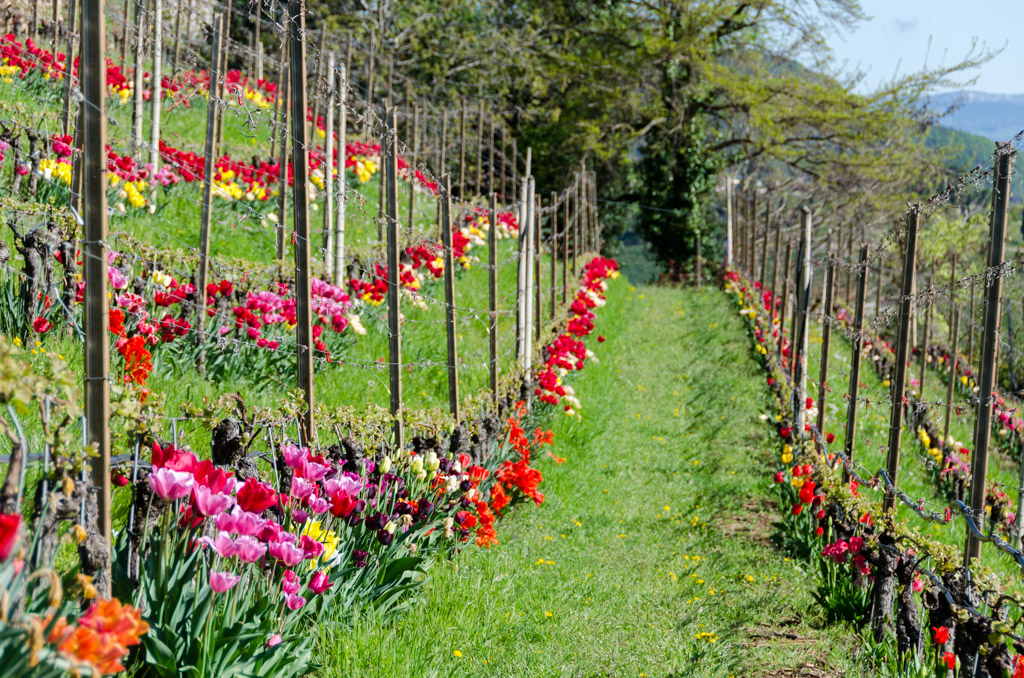 Tulpen im Weinberg