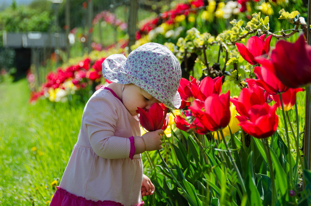 Anna und die Tulpen