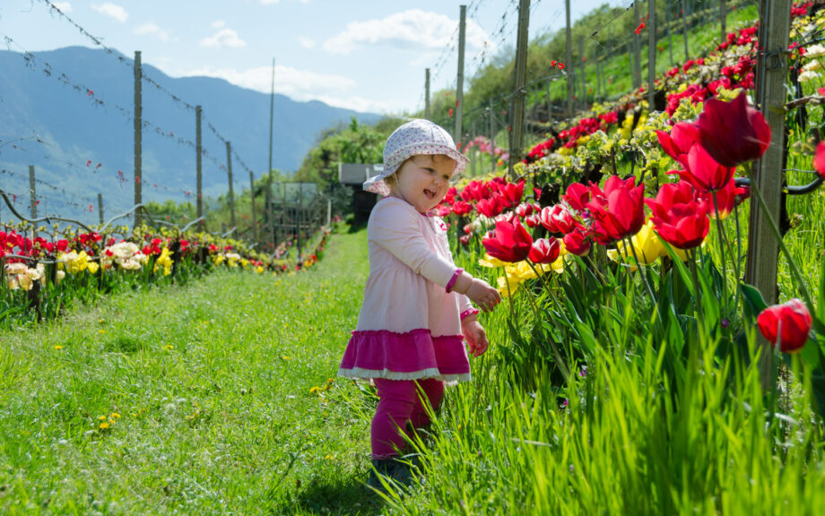Tulpenpracht im Weinberg