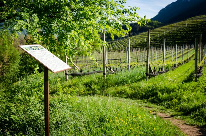 Informationstafel am Naturerlebnisweg Tramin