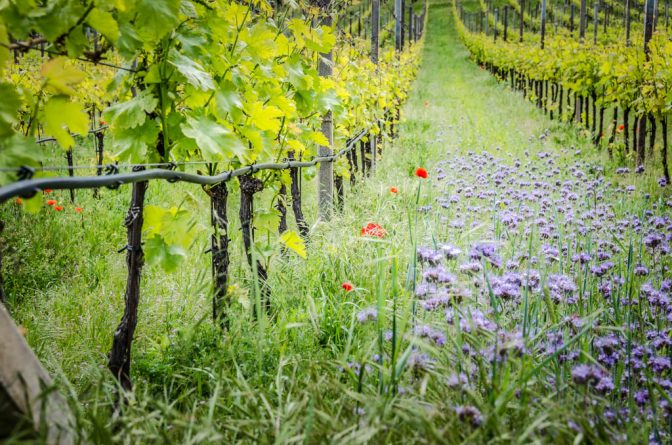 Weinberg im frischen Trieb