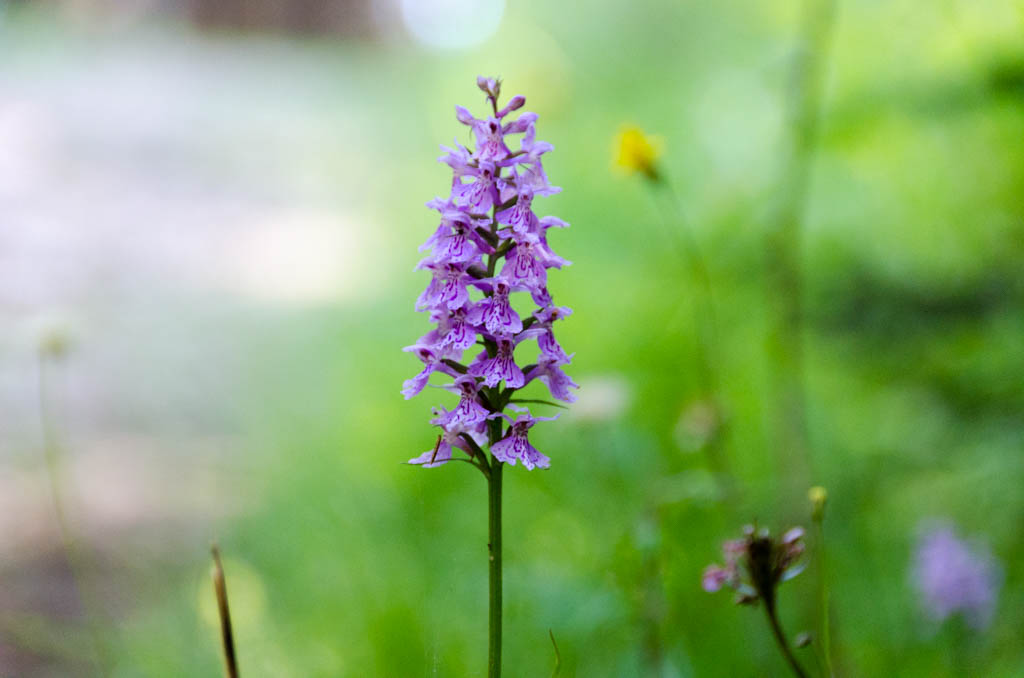 Knabenkraut, Orchidee
