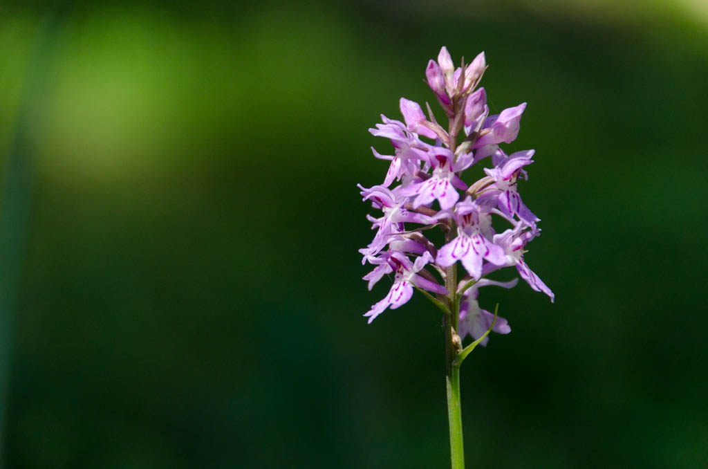 Knabenkraut - wilde Orchidee