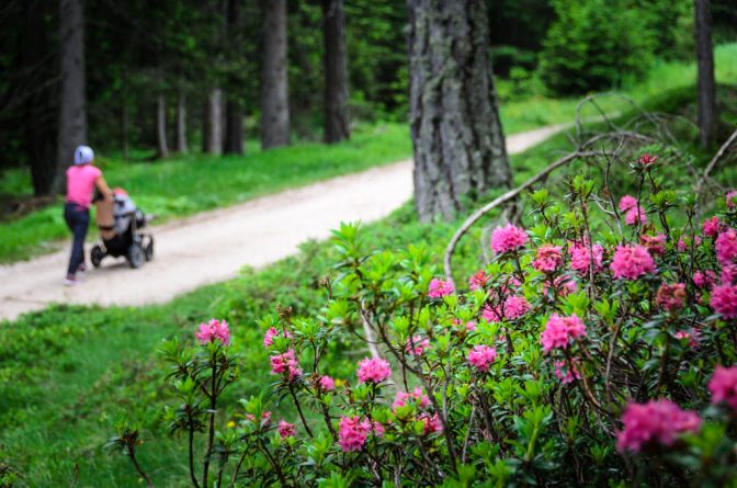 Wandern mit Kinderwagen, entlang von Alpenrosen