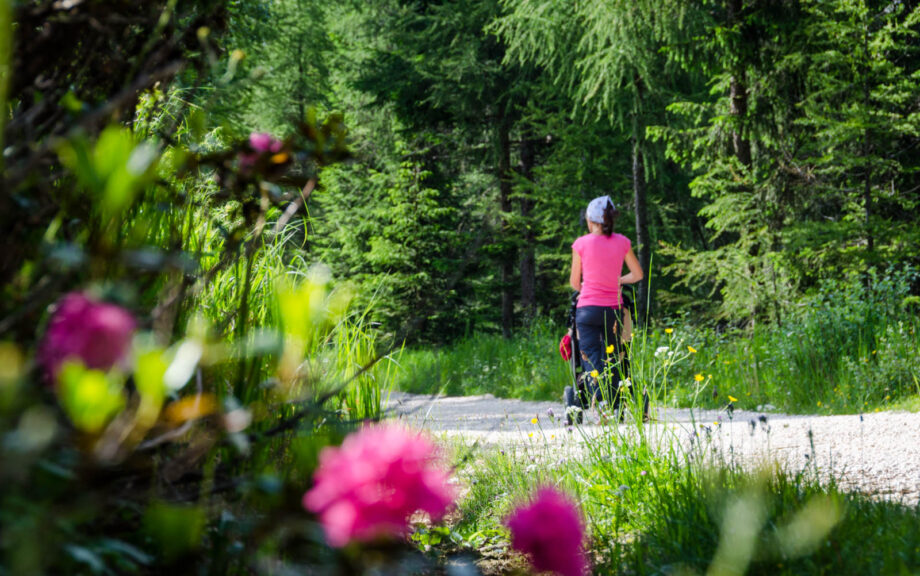 Wandern mit Kinderwagen - Alpenrosen