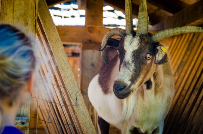 Frei laufende Vierhornziege auf dem Rainguthof