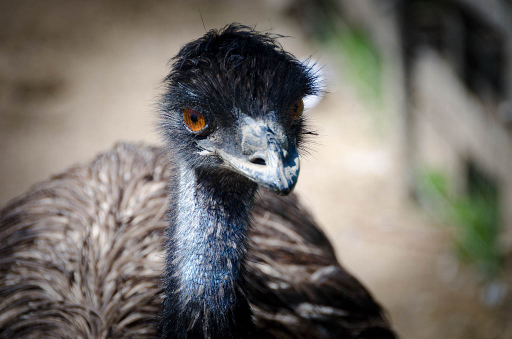 Emu Tierwelt Rainguthof