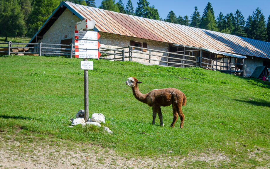 Alpaka auf der Alm Malga Kraun