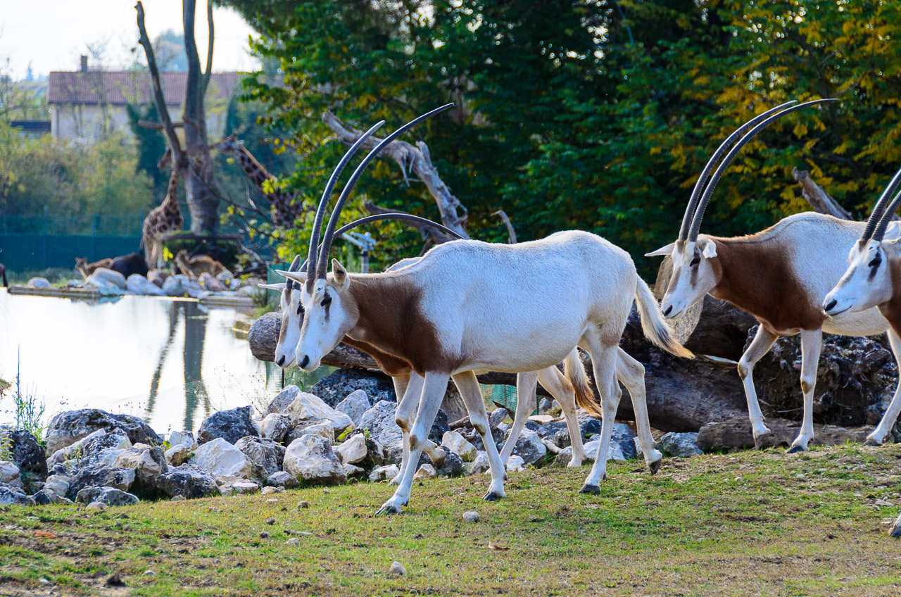 Antilopen im Tiergarten Parco Natura Viva