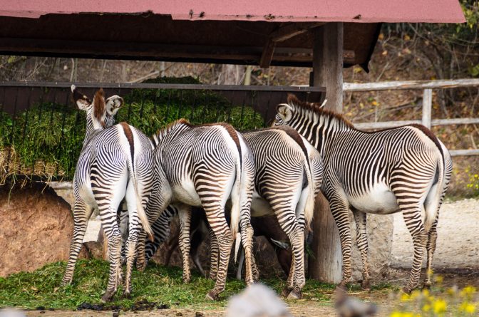 Zebras im Tiergarten Parco Natura Viva