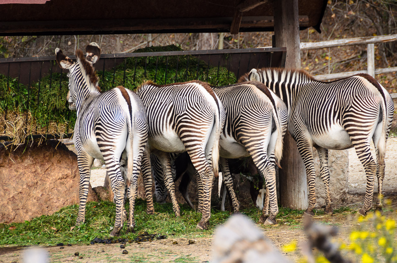 Zebras im Tiergarten Parco Natura Viva