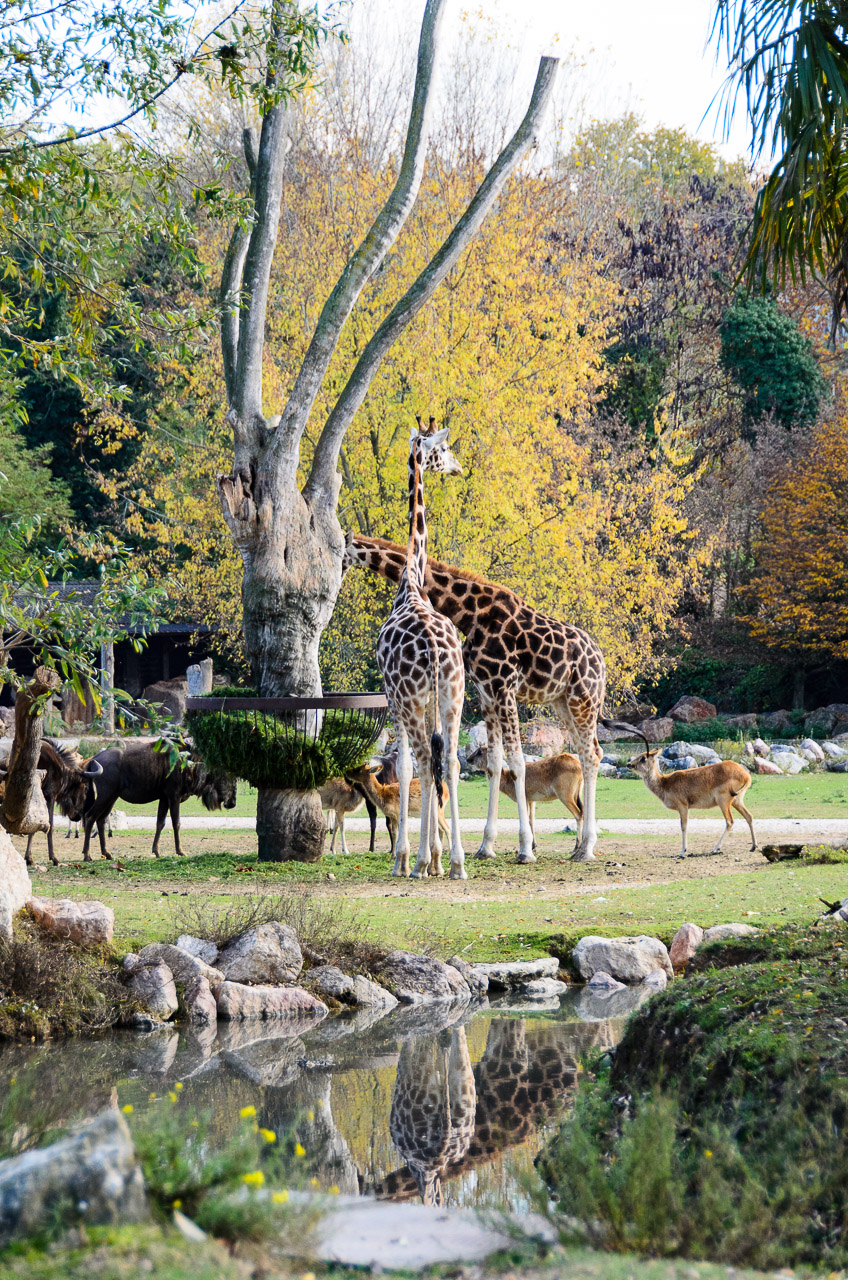 Giraffe im Tiergarten Parco Natura Viva