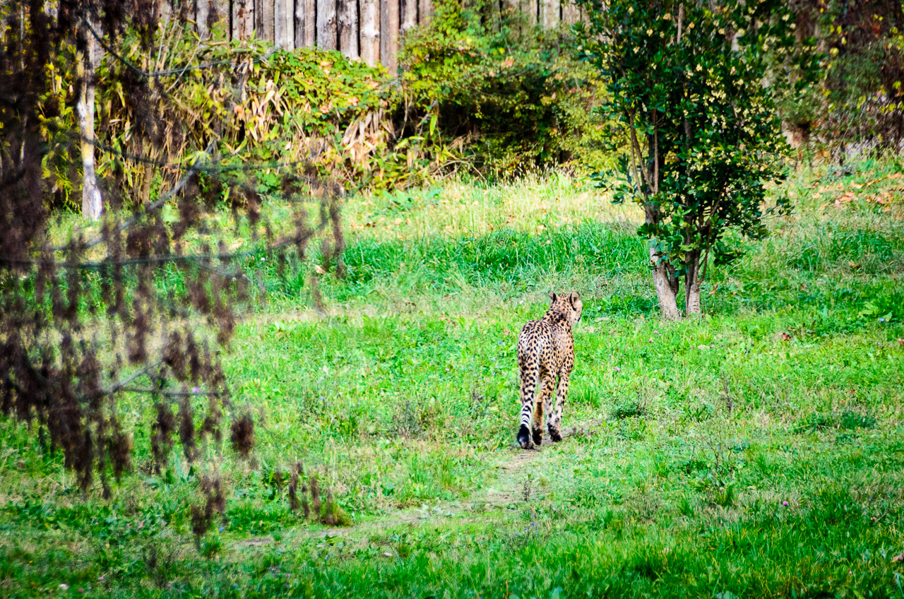 Gepard im Tiergarten Parco Natura Viva