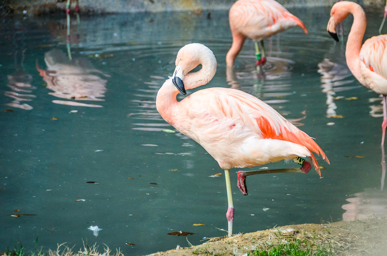 Flamingos im Tiergarten Parco Natura Viva