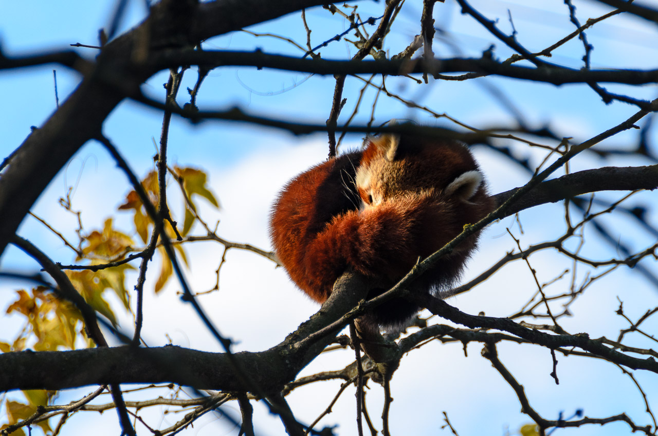 Roter Panda im Tiergarten Parco Natura Viva