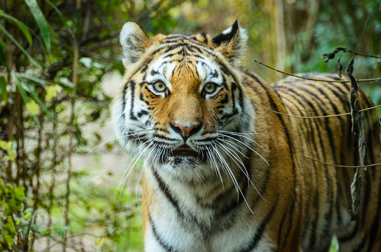 Tiger im Tiergarten Parco Natura Viva