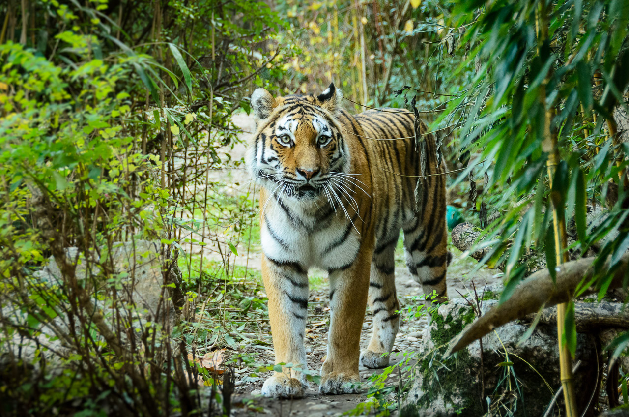 Tiger im Tiergarten Parco Natura Viva