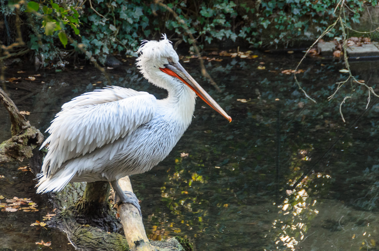 Pelikan im Tiergarten Parco Natura Viva