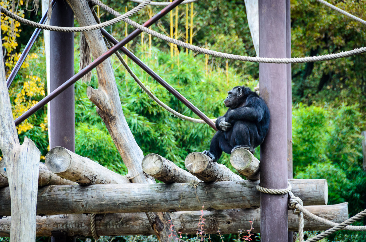 Schimpanse im Tiergarten Parco Natura Viva