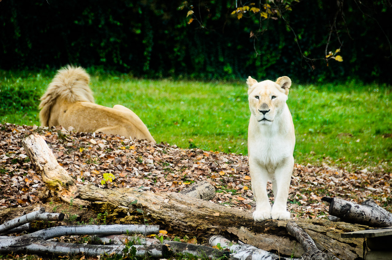 Löwen im Tiergarten Parco Natura Viva