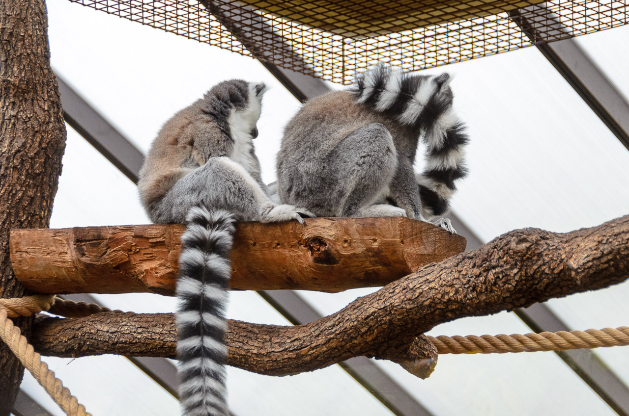 Lemuren im Tiergarten Parco Natura Viva