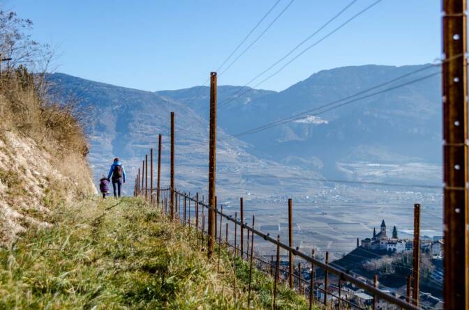 spazieren im Weinberg
