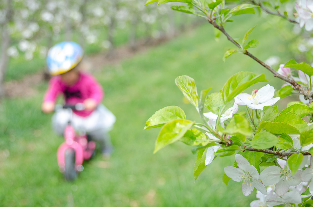 Anna mit Rad in den blühenden Apfelbäumen