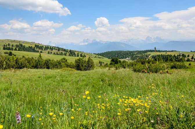 Blick von der Villanderer Alm zu den Dolomiten: Geisler, Sella, Lang- und Plattkofel