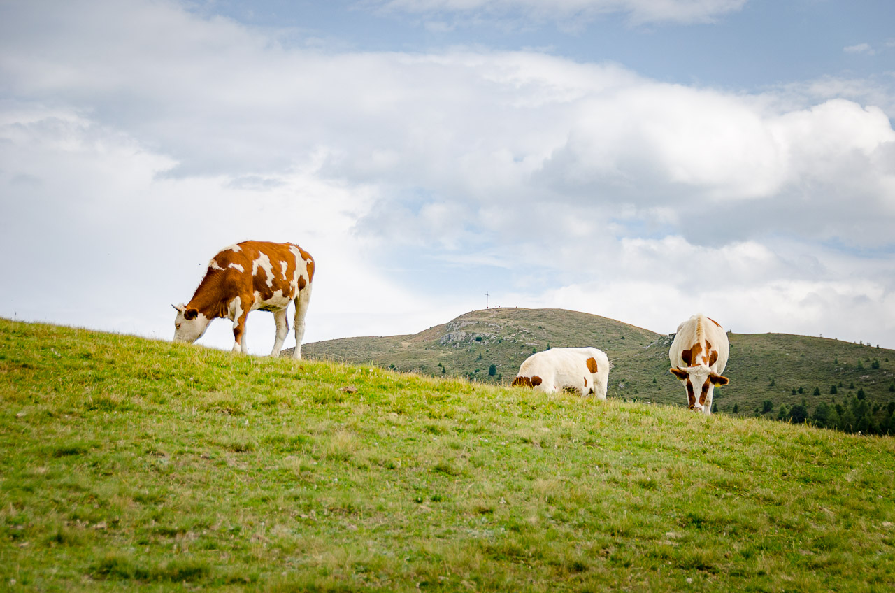 Kühe mit Astjoch im Hintergrund