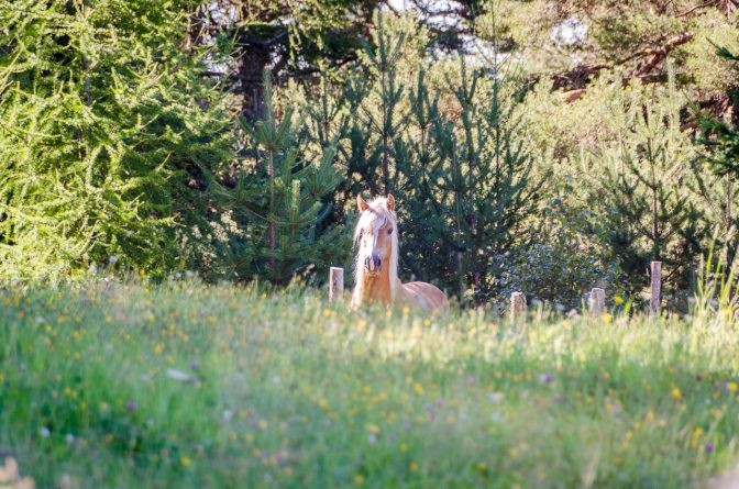 Haflinger Pferd