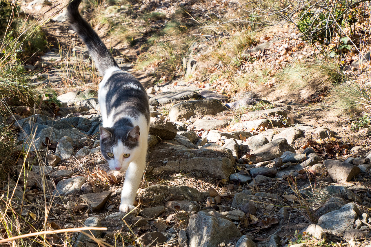 Wandern mit Katze von Vilpian zum Buschenschank Oberschol Hof