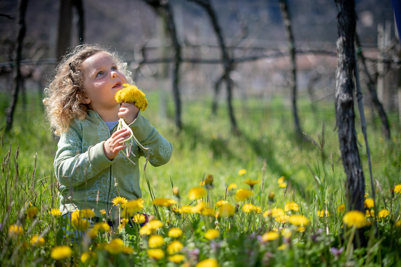 Frühlingsbeschäftigung für kleine Prinzessinnen: Löwenzahn pflücken in den Weinbergen von Kaltern