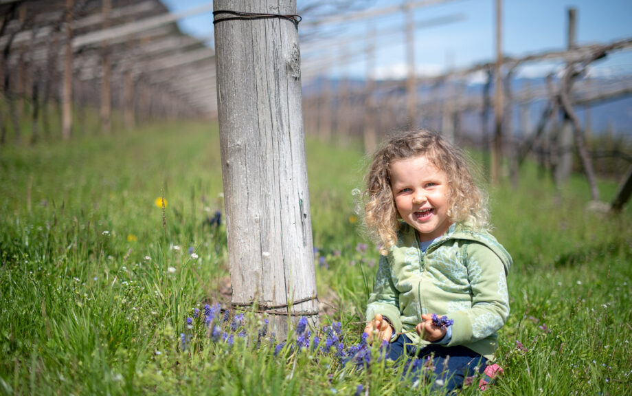 Frühling in Kalterns Weinbergen