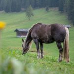 Pferd