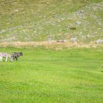 Esel und Pferd