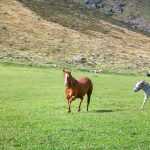 Esel und Pferd