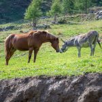 Esel und Pferd