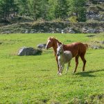 Pferd, Esel